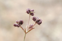 Bupleurum marschallianum