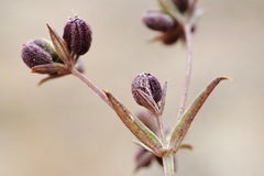 Bupleurum marschallianum