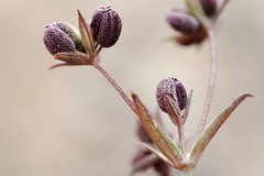 Bupleurum marschallianum