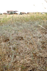 Bupleurum marschallianum