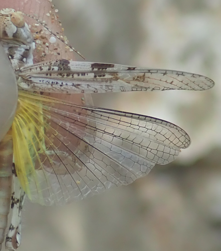 koník dlhonohý (Acrotylus longipes)