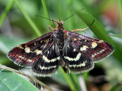 Pyrausta ostrinalis