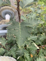 Scandosorbus