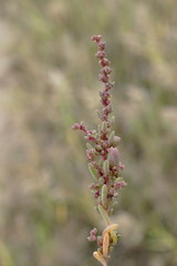 Suaeda prostrata