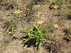 Helichrysum krebsianum