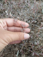 Petrosimonia brachiata