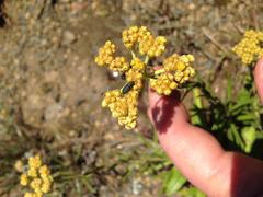 Helichrysum krebsianum