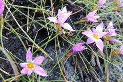 Romulea minutiflora