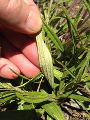Helichrysum krebsianum