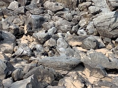 Cathartiformes