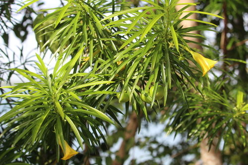 Yellow Oleander