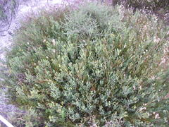 Rafnia capensis capensis