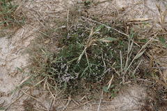 Limonium caspium