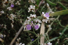 Limonium caspium