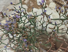 Limonium cancellatum