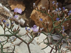 Limonium cancellatum