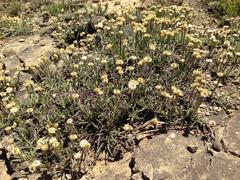 Helichrysum argyrophyllum