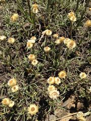 Helichrysum argyrophyllum