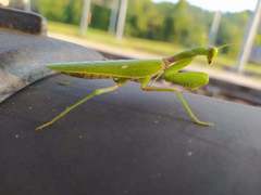 Hierodula patellifera