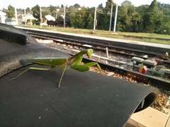 Hierodula patellifera