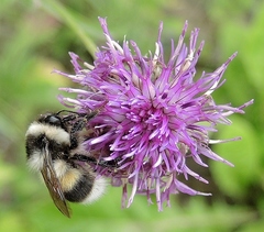 Bombus patagiatus