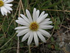 Celmisia glandulosa