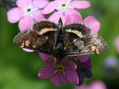 Pyrausta porphyralis