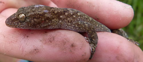Drakensberg Flat Gecko