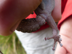 Afroedura nivaria