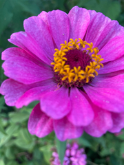 Zinnia elegans