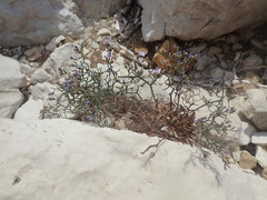Limonium cancellatum