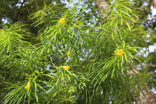 Cascabela thevetia