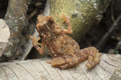 Ingerophrynus divergens