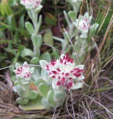 Helichrysum spiralepis