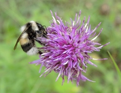 Bombus patagiatus