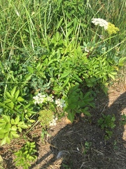 Ligusticum scothicum scothicum