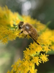 Apis mellifera