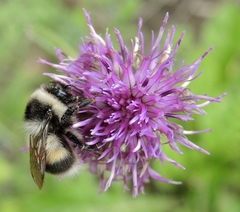 Bombus patagiatus