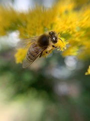 Apis mellifera