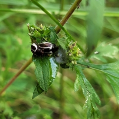 Zygogramma suturalis