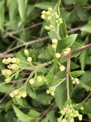 Ageratina havanensis