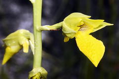 Orthochilus litoralis