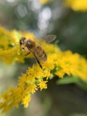 Apis mellifera