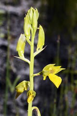 Orthochilus litoralis