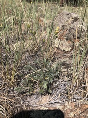 Potentilla crinita