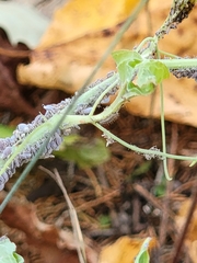 Neoprociphilus aceris