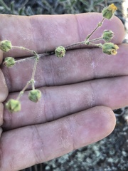 Potentilla crinita