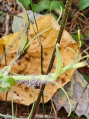 Neoprociphilus aceris