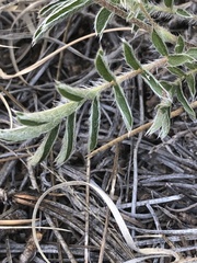 Potentilla crinita
