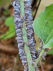 Neoprociphilus aceris